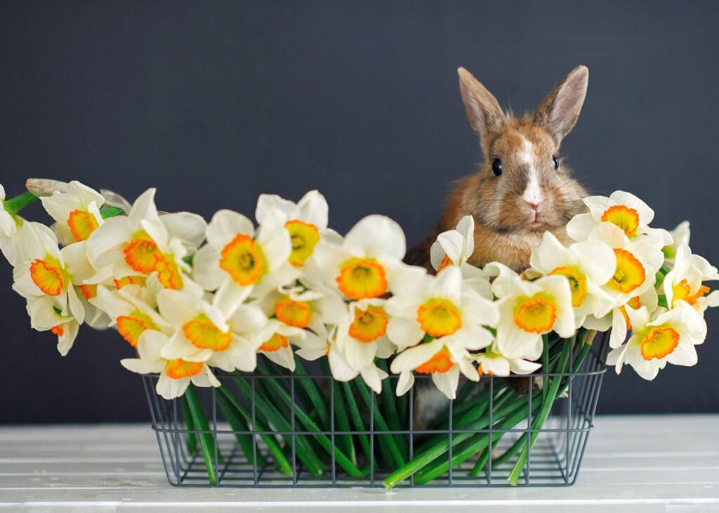 Put a spring in your step this Easter with Town & City Gift Cards
